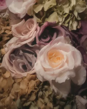 BLANKET - CEREMONIA VINYL (LTD. ED. PINK)
