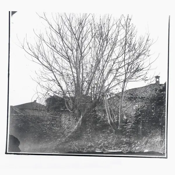Siavash Amini - Caligo